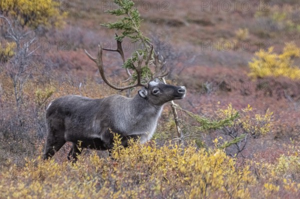 Caribou (Rangifer tarandus) in autumnal tundra, Denali National Park, Alaska, USA