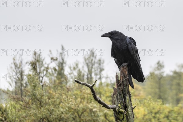 Common Raven (Corvus corax), Alaska, USA