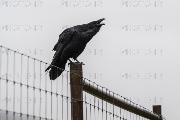 Common Raven (Corvus corax), Alaska, USA