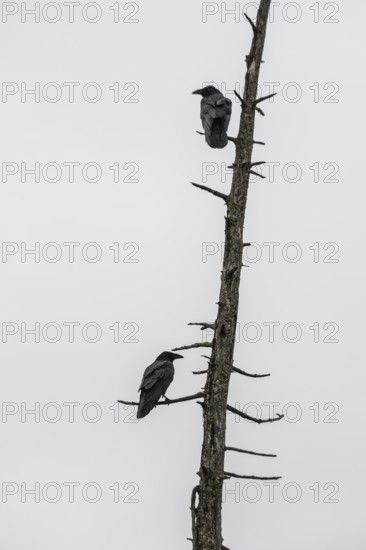 Common ravens (Corvus corax), Alaska, USA