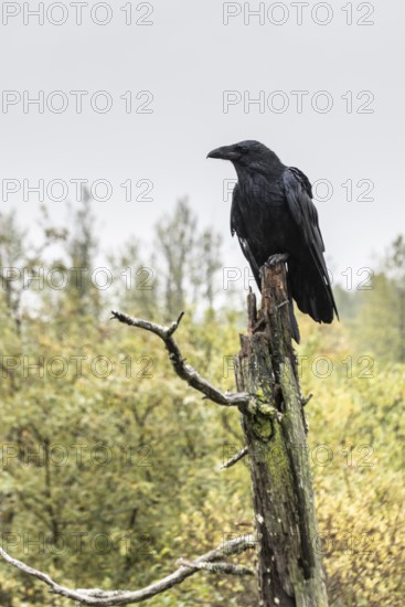 Common Raven (Corvus corax), Alaska, USA