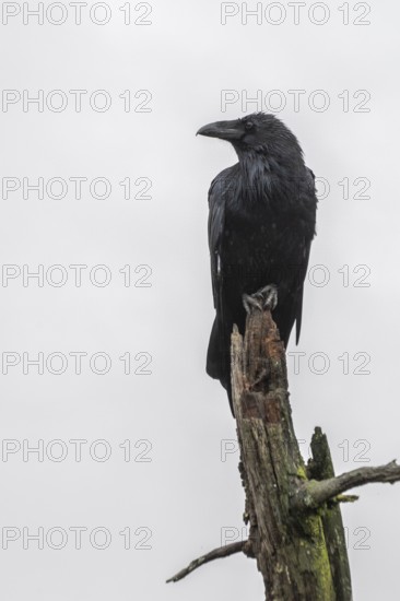Common Raven (Corvus corax), Alaska, USA