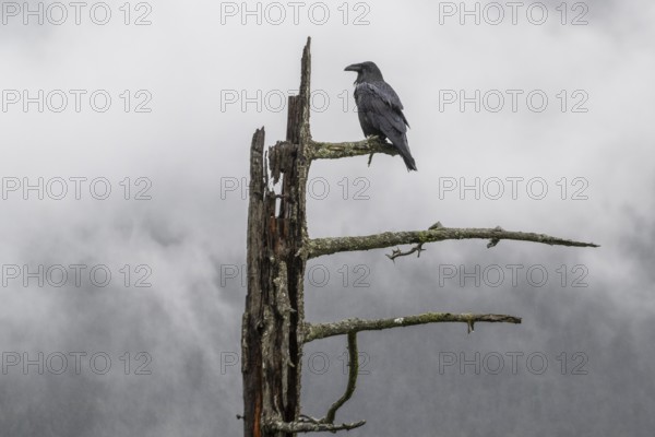 Common Raven (Corvus corax), Alaska, USA