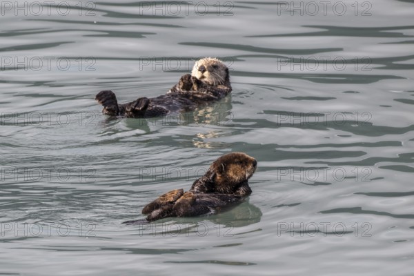 Sea otter (Enhydra lutris), Kenai National Park, Alaska, USA
