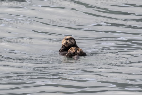 Sea otter (Enhydra lutris), Kenai National Park, Alaska, USA