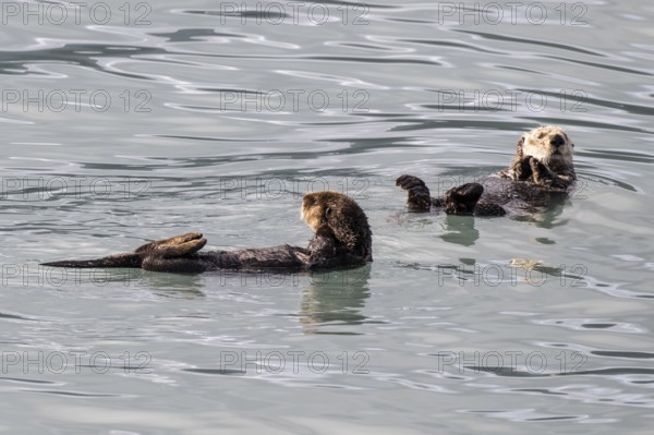 Sea otter (Enhydra lutris), Kenai National Park, Alaska, USA