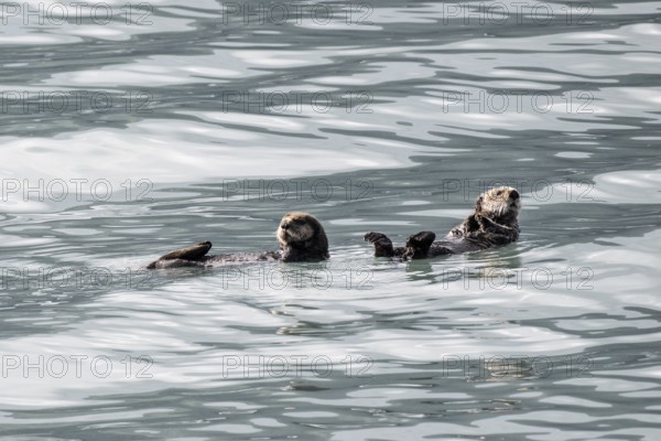 Sea otter (Enhydra lutris), Kenai National Park, Alaska, USA