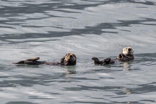 Sea otter (Enhydra lutris), Kenai National Park, Alaska, USA