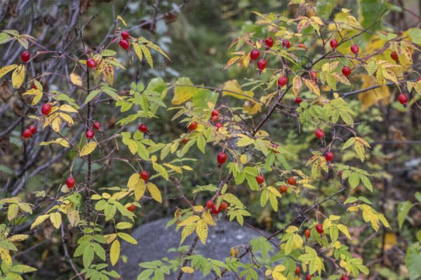 Needle rose (Rosa acicularis), rose hips, autumn leaves, Alaska, USA