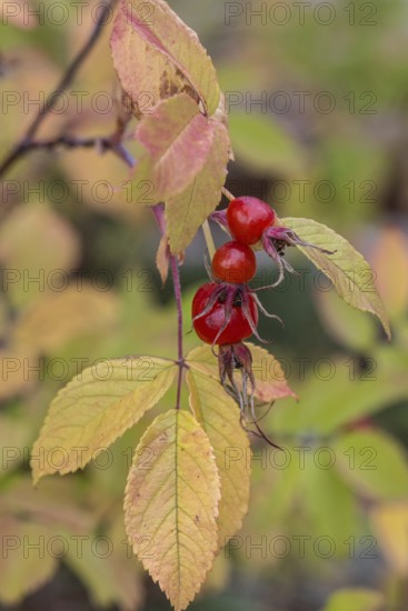 Needle rose (Rosa acicularis), rose hips, autumn leaves, Alaska, USA