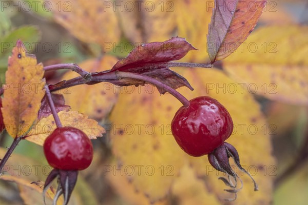 Needle rose (Rosa acicularis), rose hips, autumn leaves, Alaska, USA