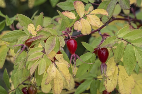Needle rose (Rosa acicularis), rose hips, autumn leaves, Alaska, USA