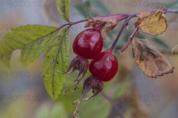 Needle rose (Rosa acicularis), rose hips, autumn leaves, Alaska, USA