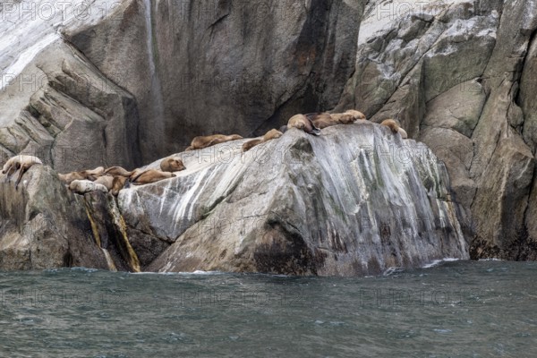Steller sea lions (Eumetopias jubatus), Glacier Bay, Alaska, USA