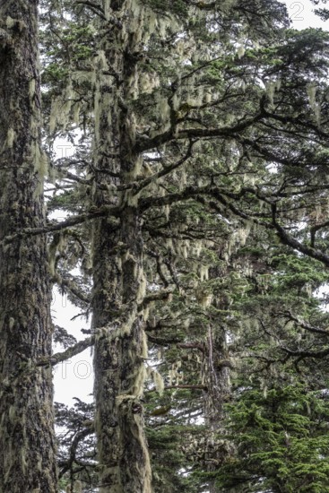 Sitka spruce (Picea sitchensis) covered with lichens and mosses, Juneau, Alaska, USA