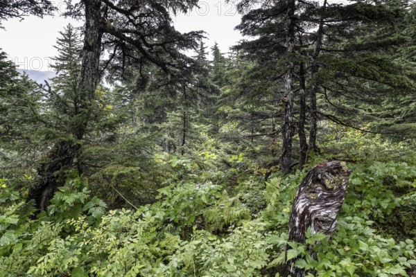 Sitka spruce (Picea sitchensis) covered with lichens and mosses, Juneau, Alaska, USA