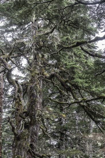 Sitka spruce (Picea sitchensis) covered with lichens and mosses, Juneau, Alaska, USA