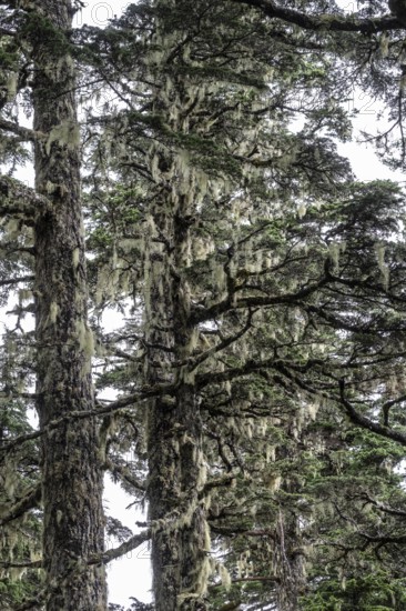 Sitka spruce (Picea sitchensis) covered with lichens and mosses, Juneau, Alaska, USA