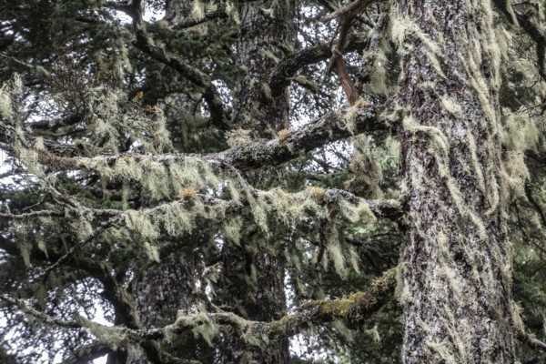Sitka spruce (Picea sitchensis) covered with lichens and mosses, Juneau, Alaska, USA