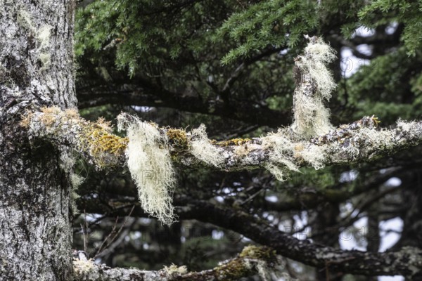 Sitka spruce (Picea sitchensis) covered with lichens and mosses, Juneau, Alaska, USA
