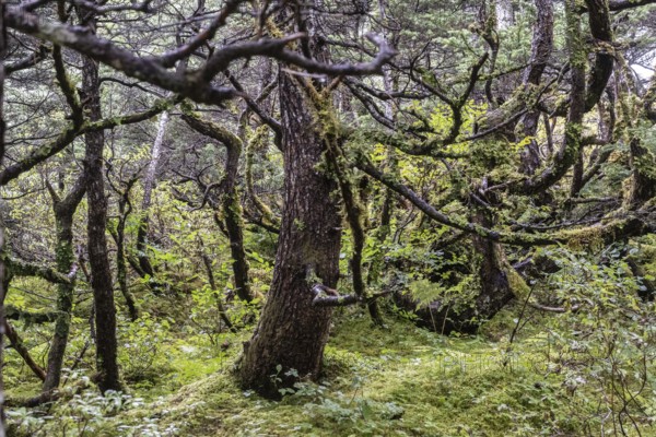 Sitka spruce (Picea sitchensis) covered with lichens and mosses, Juneau, Alaska, USA