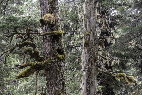 Sitka spruce (Picea sitchensis) covered with lichens and mosses, Juneau, Alaska, USA