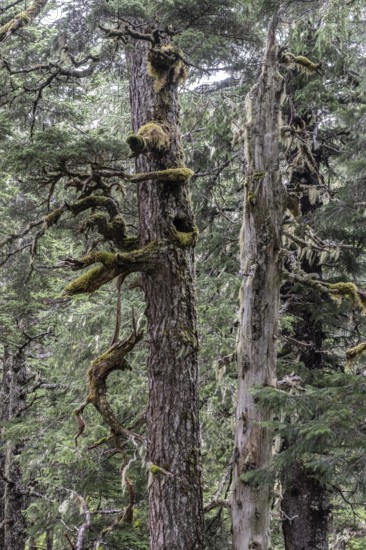 Sitka spruce (Picea sitchensis) covered with lichens and mosses, Juneau, Alaska, USA