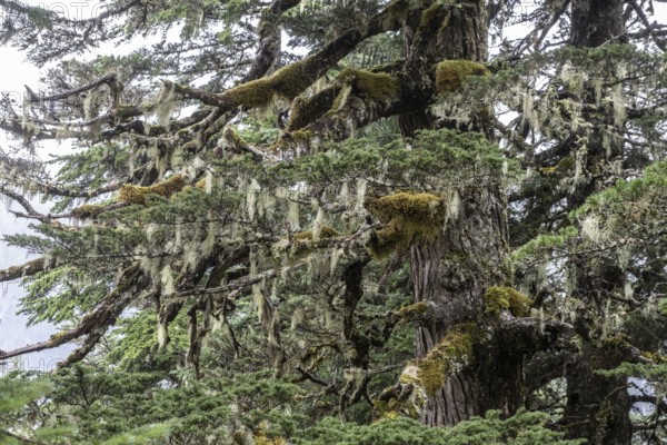 Sitka spruce (Picea sitchensis) covered with lichens and mosses, Juneau, Alaska, USA