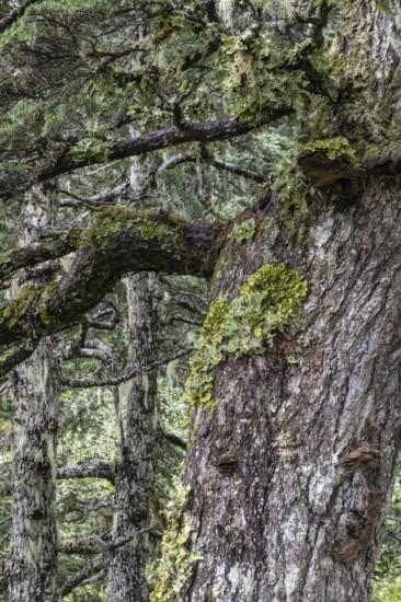 Sitka spruce (Picea sitchensis) covered with lichens and mosses, Juneau, Alaska, USA