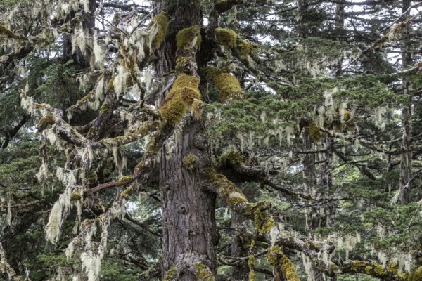 Sitka spruce (Picea sitchensis) covered with lichens and mosses, Juneau, Alaska, USA