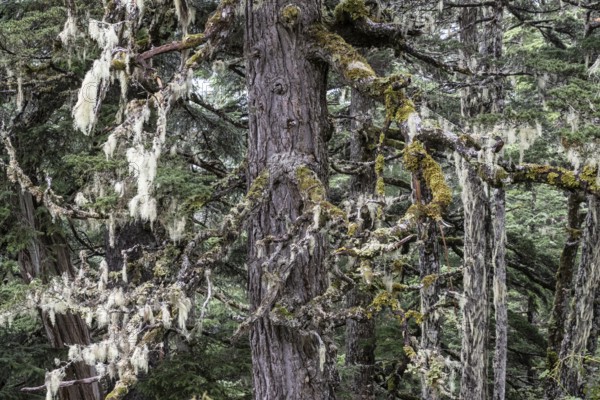 Sitka spruce (Picea sitchensis) covered with lichens and mosses, Juneau, Alaska, USA