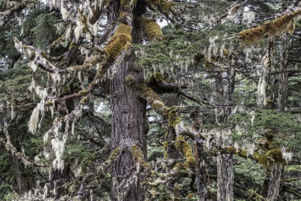 Sitka spruce (Picea sitchensis) covered with lichens and mosses, Juneau, Alaska, USA