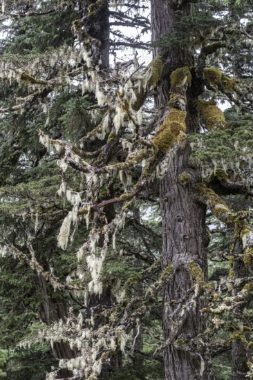 Sitka spruce (Picea sitchensis) covered with lichens and mosses, Juneau, Alaska, USA