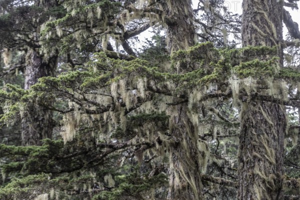 Sitka spruce (Picea sitchensis) covered with lichens and mosses, Juneau, Alaska, USA