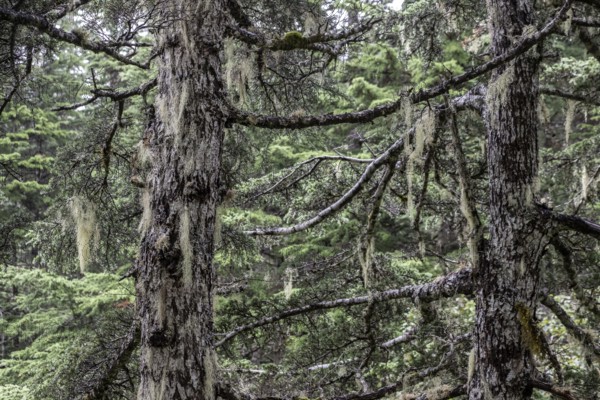 Sitka spruce (Picea sitchensis) covered with lichens and mosses, Juneau, Alaska, USA