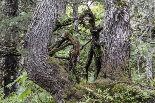Sitka spruce (Picea sitchensis) covered with lichens and mosses, Juneau, Alaska, USA
