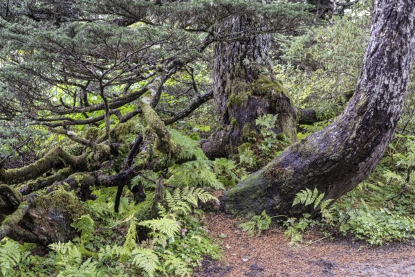 Sitka spruce (Picea sitchensis) covered with lichens and mosses, Juneau, Alaska, USA