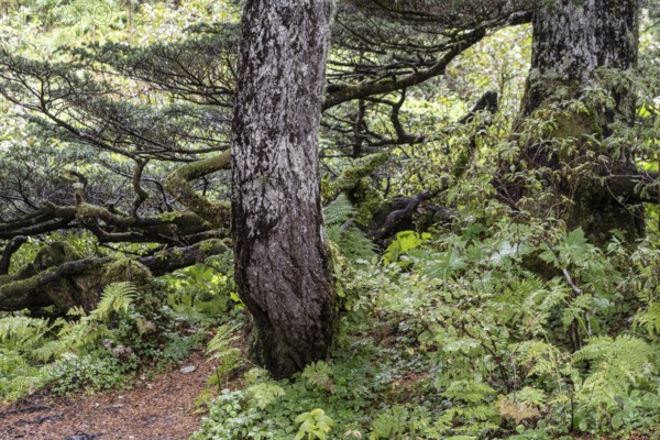 Sitka spruce (Picea sitchensis) covered with lichens and mosses, Juneau, Alaska, USA