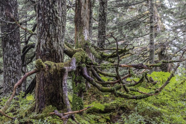Sitka spruce (Picea sitchensis) covered with lichens and mosses, Juneau, Alaska, USA