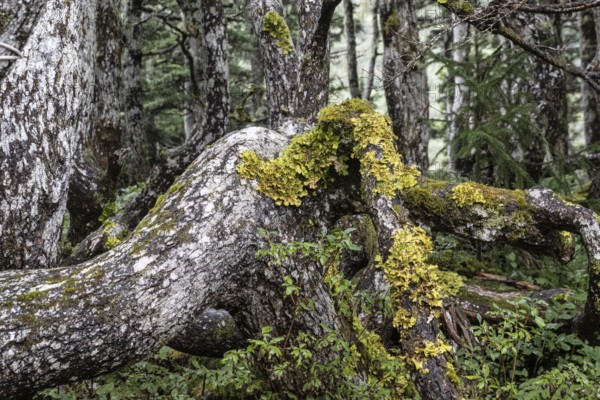 Sitka spruce (Picea sitchensis) covered with lichens and mosses, Juneau, Alaska, USA
