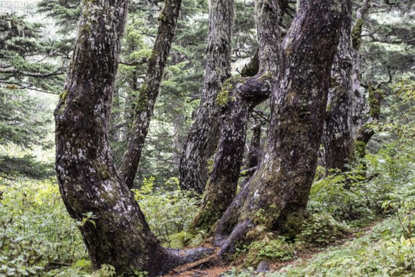 Sitka spruce (Picea sitchensis) covered with lichens and mosses, Juneau, Alaska, USA