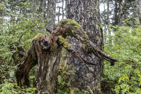 Sitka spruce (Picea sitchensis) covered with lichens and mosses, Juneau, Alaska, USA