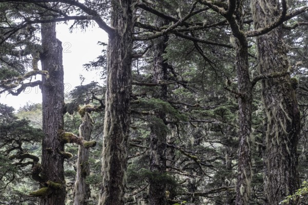 Sitka spruce (Picea sitchensis) covered with lichens and mosses, Juneau, Alaska, USA