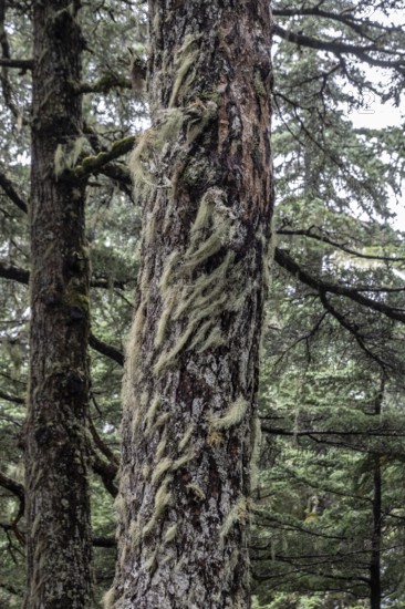 Sitka spruce (Picea sitchensis) covered with lichens and mosses, Juneau, Alaska, USA