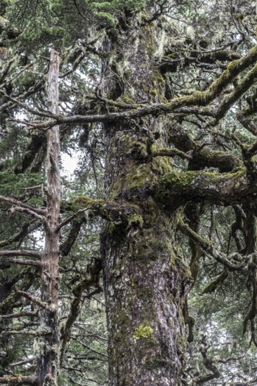 Sitka spruce (Picea sitchensis) covered with lichens and mosses, Juneau, Alaska, USA