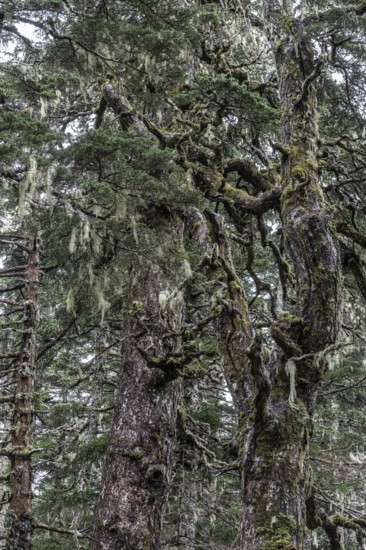 Sitka spruce (Picea sitchensis) covered with lichens and mosses, Juneau, Alaska, USA