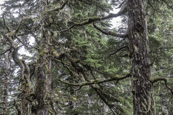 Sitka spruce (Picea sitchensis) covered with lichens and mosses, Juneau, Alaska, USA