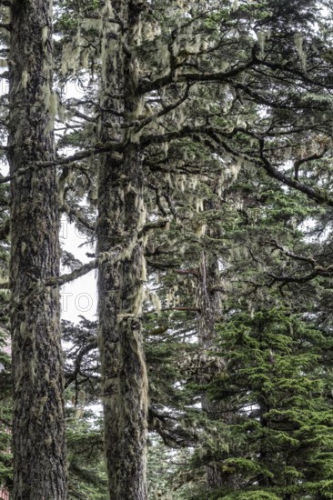 Sitka spruce (Picea sitchensis) covered with lichens and mosses, Juneau, Alaska, USA