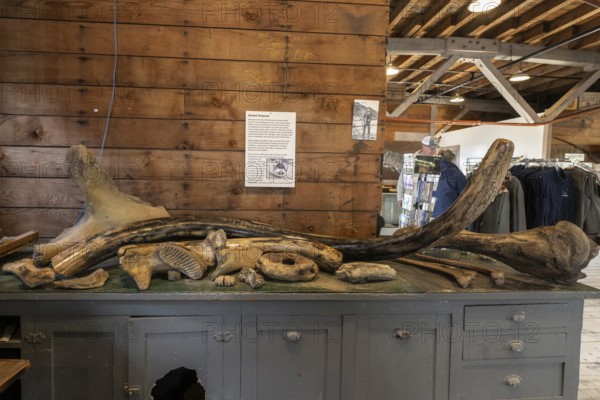 Mammoth bone (Mammuthus) and tusk, Fairbanks, Alaska, USA