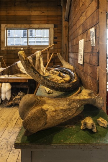 Mammoth bone (Mammuthus) and tusk, Fairbanks, Alaska, USA